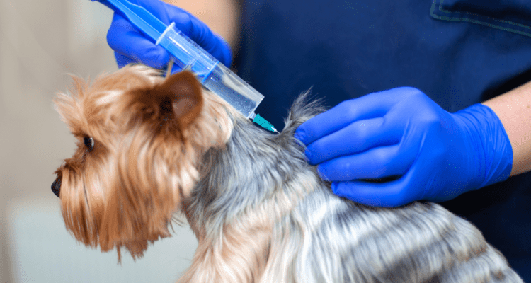 curso-intensivo-teorico-pratico-de-ozonioterapia-veterinaria