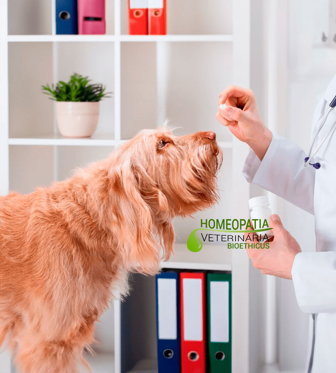 curso-de-formacao-em-homeopatia-e-injetaveis-homeopaticos-na-veterinaria